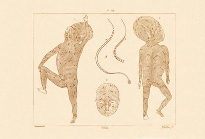 体毛、1833-39 作： French School
